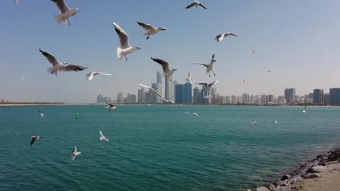 Abu Dhabi Seagulls - pt 2 Stock Footage 252054981