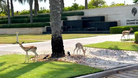 Abu Dhabi, UAE - August 7, 2024:Experience peaceful coexistence of gazelles and Stock Photos