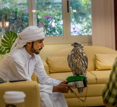 Abu Dhabi, UAE - Jan 11, 2018. Beautiful birds rest on the arm of falconer po Stock Photos