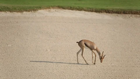 Abu Dhabi zoo with deer 動画素材 128933012