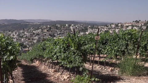 Abu Ghosh, Monastery, Vines, Road 1 Jerusalem Tel Aviv Видео 124146296