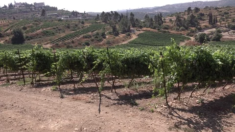 Abu Ghosh, Monastery, Vines, Road 1 Jerusalem Tel Aviv Видео 124147572