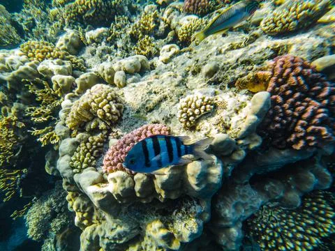 Abudefduf. fish sergeant on the background of coral in the red sea Stock Photos