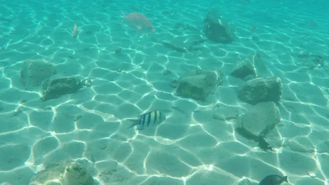 Abudefduf vaigiensis Stock Footage 93706750