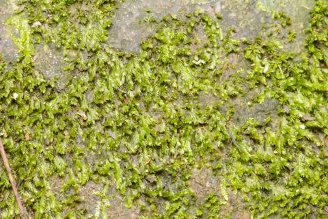 The abundance of forests Foto stock