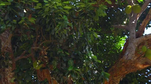 Abundance of Jackfruits on the Tree Stock Footage 257186900