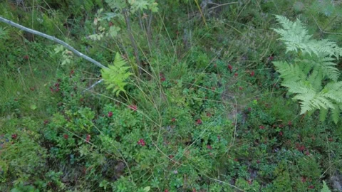 An abundance of lingonberries in a forest. Stock Footage 282532308