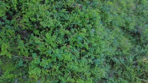 An abundance of lingonberries in a forest. Stock Footage 282532317