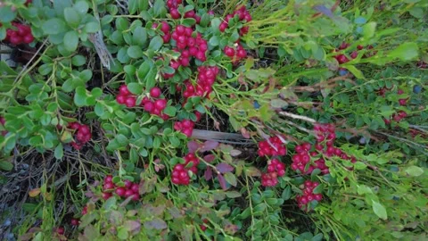 An abundance of lingonberries in a forest. Stock Footage 282532822