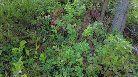 An abundance of lingonberries in a forest. Stock Footage 282532866