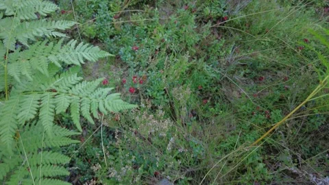 An abundance of lingonberries in a forest. Stock Footage 282532881