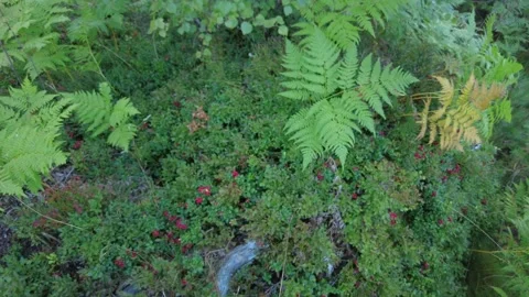 An abundance of lingonberries in a forest. Stock Footage 282532891