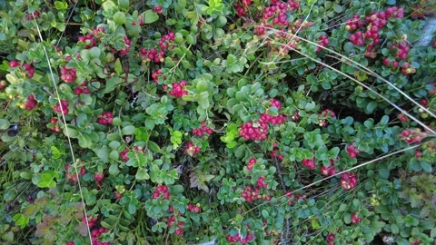 An abundance of lingonberries in a forest. Stock Footage 282533093
