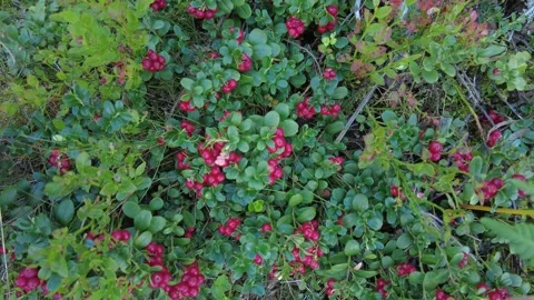An abundance of lingonberries in a forest. Stock Footage 282533109