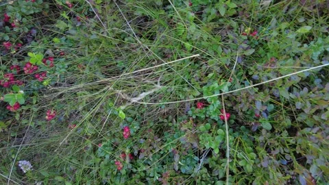 An abundance of lingonberries in a forest. Stock Footage 282533143