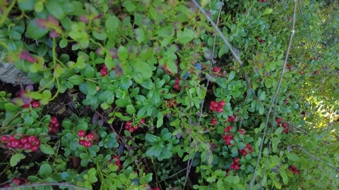 An abundance of lingonberries in a forest. Stock Footage 282533180