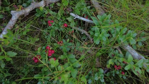 An abundance of lingonberries in a forest. Stock Footage 282533192