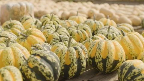 Abundance of pumpkins Stock Footage 87807676