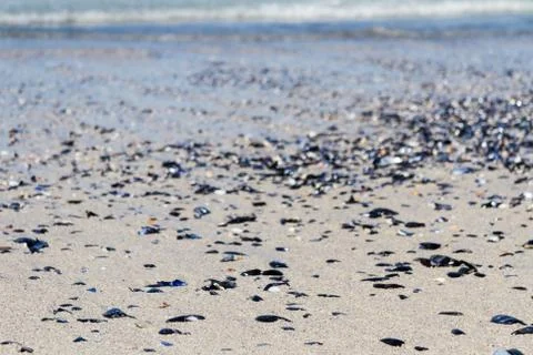 An Abundance of Shells on a Beach Stock Photos
