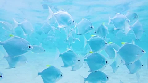 Abundance of Silver Moonfish Gliding Through Shallow Tropical Ocean Stock Footage 331136336