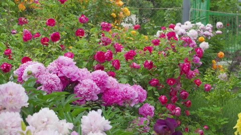 Abundance of summer flowers Stock-Footage 329683514