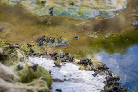 Abundance of tiny baby frogs migrating onto a rocky pond shore. Stock Photos