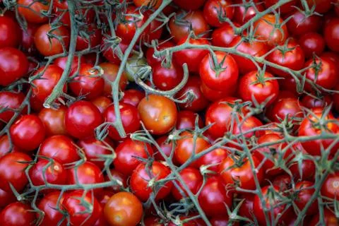 An Abundance of Tomatoes Stock Photos
