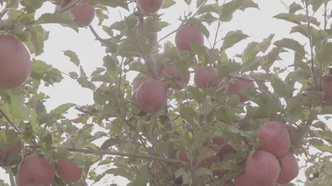 Abundant apples on the trees 1 Stock-Footage 317699380
