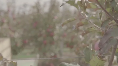 Abundant apples on the trees 10 Stock Footage 317699431