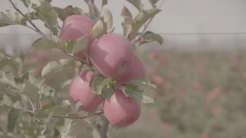 Abundant apples on the trees 14 Stock-Footage 317699547