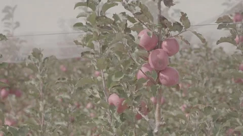 Abundant apples on the trees 15 Stock Footage 317699556
