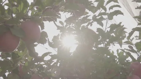 Abundant apples on the trees 3 Stock Footage 317699321