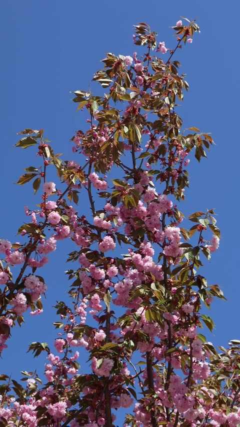 Abundant blooming of cherry blossoms. Branches swaying in wind. Spring and sunny Stock Footage 274225540