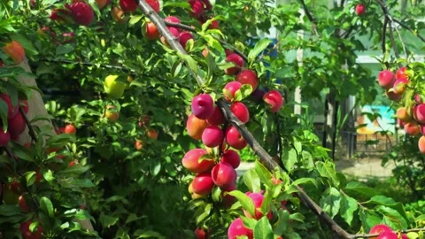 Abundant branches of plum tree full of ripe, sweet, red-purple fruit under Stock Footage 344846531