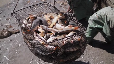 Abundant carp fish catch. Fish flies beautifully in slow motion into the net Stock Footage 323946569