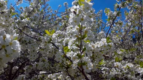 Abundant cherry blossom. Stock Footage 91538455