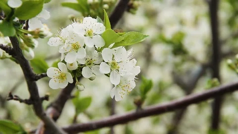Abundant cherry blossom. Video stock 91546101
