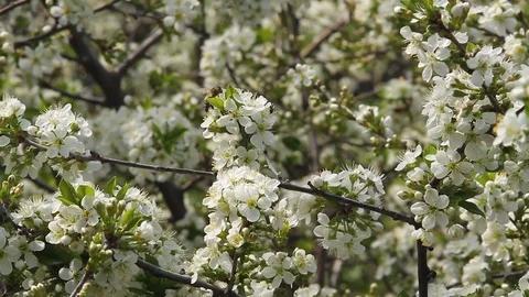 Abundant cherry blossom. Stock Footage 91546175