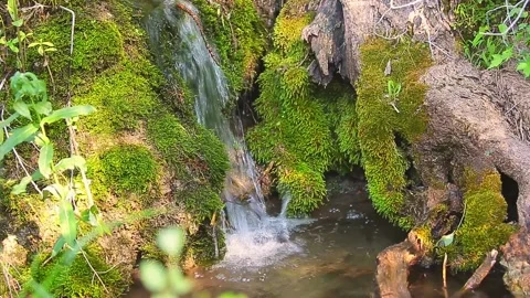 Abundant clean stream in the forest. The spring flows through rocks and moss. Stock Footage 254340214