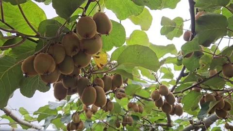 Abundant clusters of ripe kiwi fruit hang beneath a dense leafy canopy on Stock-Footage 342837795