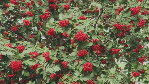 Abundant clusters of ripe red rowan berries hanging on a branch with green Stock Footage 345668428
