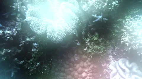 Abundant corals and textures in diffuse lighting. Stock Footage 308725217
