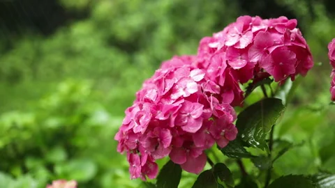Abundant flowering shrub hydrangea paniculata vanilla fries Stock Footage 247700814