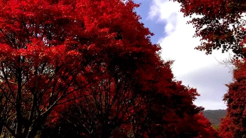 Abundant foliage is red: Stockbeeldmateriaal 80148881