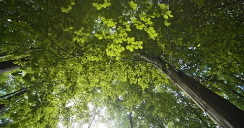Abundant Forest Trees and Sunlight Peeking Through Branches Video stock 132919626