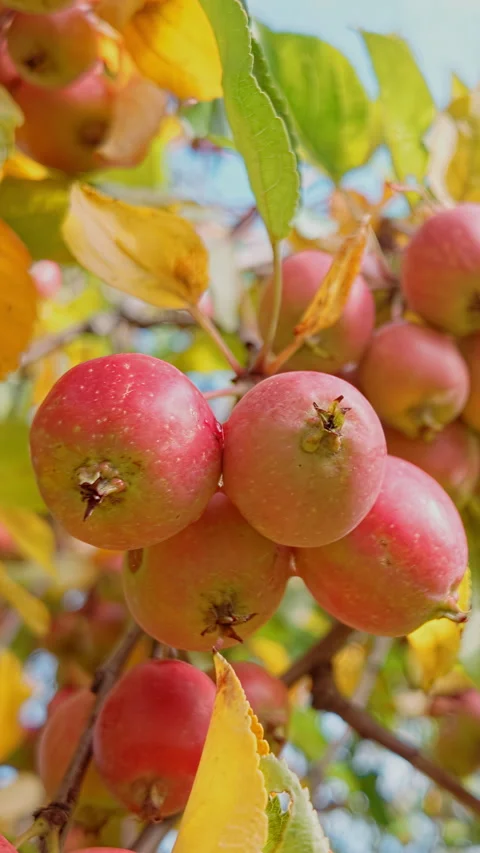 Abundant harvest of ruby-red crab apples (Malus) on tree against backdrop of Stock Footage 325073564