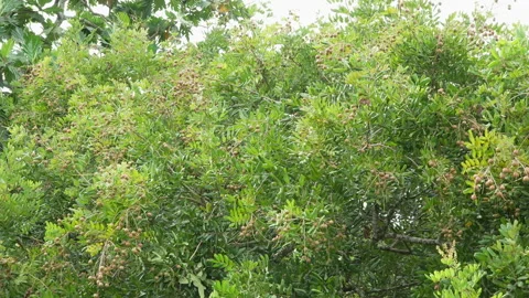 Abundant Longan Tree Loaded With Heavy Fruit Clusters Stock-Footage 337228134