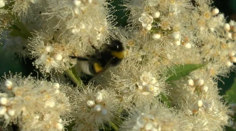 Abundant nectar for a bee Stock Footage 46613494