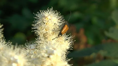 Abundant nectar for a beetle Stock Footage 46609055