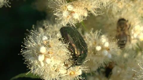 Abundant nectar for a beetle Stock Footage 46612252